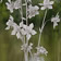 Aquilegia vulgaris+Primula veris