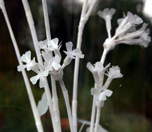 Aquilegia vulgaris+Primula veris